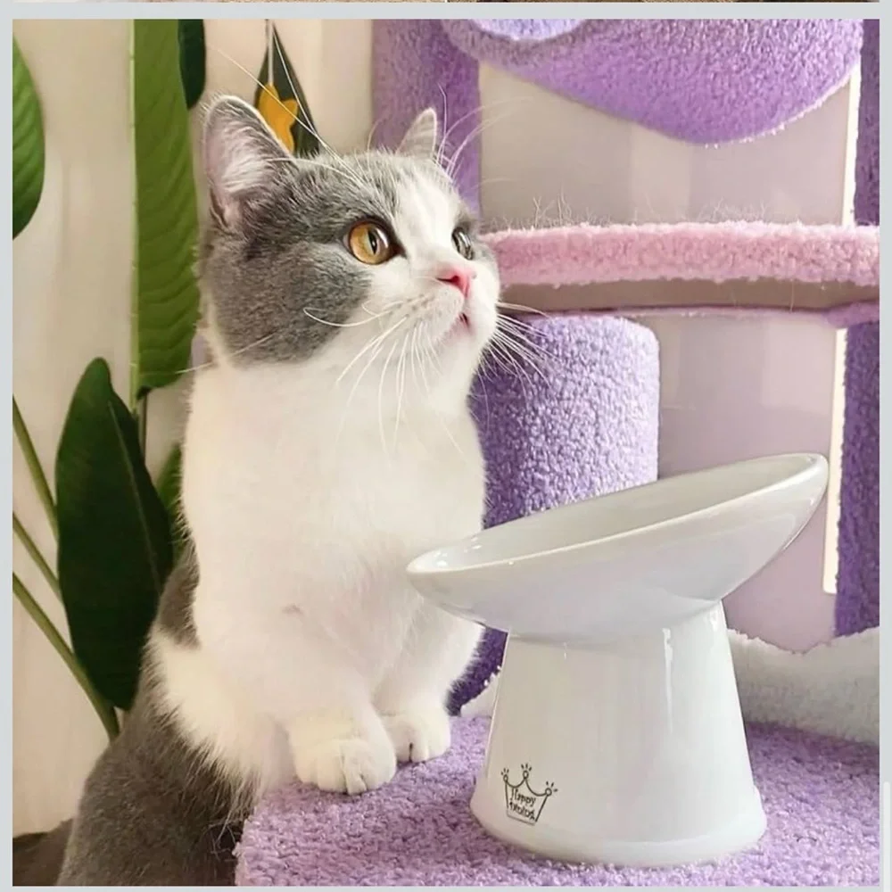 Necoichi Raised Ceramic Cat Bowl Extra Wide Tilted